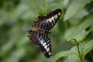 Callaway-Gardens-Butterfly