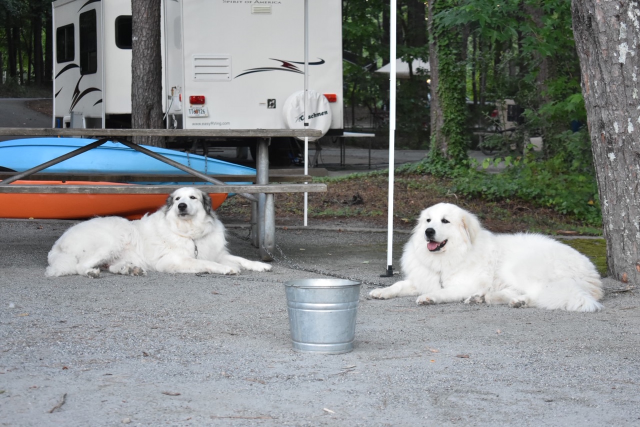 camping-with-dogs